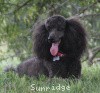 A photo of Sunridge Untouchably Exquisite, a blue standard poodle