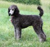 A photo of Sunridge Crystal Masterpiece, a silver standard poodle