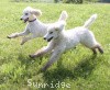 A photo of Sunridge Princess in the Moonlight, a white standard poodle