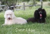 A photo of Sunridge Princess in the Moonlight, a white standard poodle