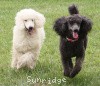 A photo of Sunridge Princess in the Moonlight, a white standard poodle