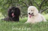 A photo of Sunridge Princess in the Moonlight, a white standard poodle