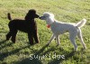 A photo of Sunridge Princess in the Moonlight, a white standard poodle