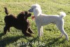 A photo of Sunridge Princess in the Moonlight, a white standard poodle