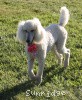 A photo of Sunridge Princess in the Moonlight, a white standard poodle
