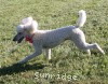 A photo of Sunridge Princess in the Moonlight, a white standard poodle