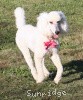 A photo of Sunridge Princess in the Moonlight, a white standard poodle