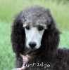 A photo of Sunridge Crystal Masterpiece, a silver standard poodle