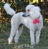 A photo of Sunridge Princess in the Moonlight, a white standard poodle