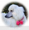 A photo of Sunridge Princess in the Moonlight, a white standard poodle