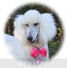 A picture of Sunridge Princess in the Moonlight, a white standard poodle