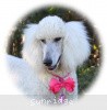 A photo of Sunridge Princess in the Moonlight, a white standard poodle