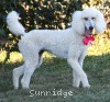 A photo of Sunridge Princess in the Moonlight, a white standard poodle