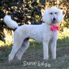 A photo of Sunridge Princess in the Moonlight, a white standard poodle