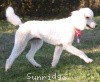 A photo of Sunridge Princess in the Moonlight, a white standard poodle