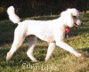 A photo of Sunridge Princess in the Moonlight, a white standard poodle