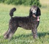 A photo of Sunridge Crystal Masterpiece, a silver standard poodle