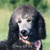 A photo of Sunridge Crystal Masterpiece, a silver standard poodle