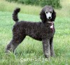 A photo of Sunridge Crystal Masterpiece, a silver standard poodle