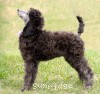 A photo of Sunridge Crystal Masterpiece, a silver standard poodle