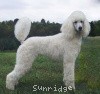 A picture of Sunridge Exquisite Lilly of the Stars, a white standard poodle