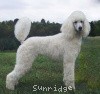 A photo of Sunridge Exquisite Lilly of the Stars, a white standard poodle