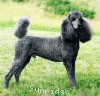 A photo of Amandi's Midnight Blue, a blue standard poodle