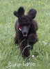 A photo of Sunridge Princess of My Dreamz, a blue standard poodle