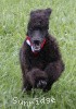 A photo of Sunridge Princess of My Dreamz, a blue standard poodle