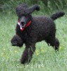 A photo of Sunridge Princess of My Dreamz, a blue standard poodle