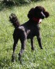 A photo of Sunridge Princess of My Dreamz, a blue standard poodle