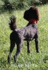 A photo of Sunridge Princess of My Dreamz, a blue standard poodle