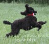 A picture of Sunridge Princess of My Dreamz, a blue standard poodle