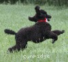 A photo of Sunridge Princess of My Dreamz, a blue standard poodle