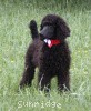 A photo of Sunridge Princess of My Dreamz, a blue standard poodle