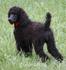 A photo of Sunridge Princess of My Dreamz, a blue standard poodle