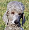 A photo of Sunridge Crystal Vision, a silver standard poodle