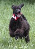 A photo of Sunridge Princess of My Dreamz, a blue standard poodle