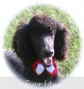 A photo of Sunridge Princess of My Dreamz, a blue standard poodle