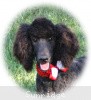 A photo of Sunridge Princess of My Dreamz, a blue standard poodle