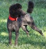 A photo of Sunridge Princess of My Dreamz, a blue standard poodle