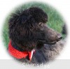 A photo of Sunridge Princess of My Dreamz, a blue standard poodle