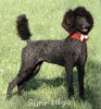 A photo of Sunridge Princess of My Dreamz, a blue standard poodle