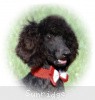 A photo of Sunridge Princess of My Dreamz, a blue standard poodle