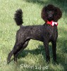 A photo of Sunridge Princess of My Dreamz, a blue standard poodle