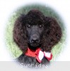 A photo of Sunridge Princess of My Dreamz, a blue standard poodle