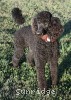 A photo of Sunridge Princess of My Dreamz, a blue standard poodle