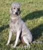 A photo of Sunridge Crystal Vision, a silver standard poodle