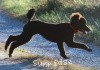 A photo of Sunridge Princess of My Dreamz, a blue standard poodle