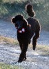 A photo of Sunridge Princess of My Dreamz, a blue standard poodle